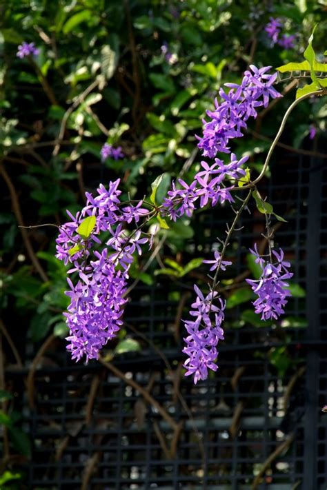 許願藤風水|錫葉藤、藍花藤，紫絨花、紙葉藤、許願藤 – 菁芳園綠。